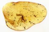 Detailed Fossil Winged Ant and Springtail in Baltic Amber #272147-1